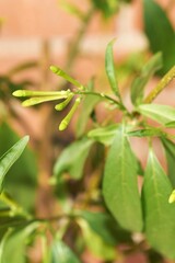 The image focuses on the intricate details and vivid texture of night-blooming jasmine in a natural setting.
