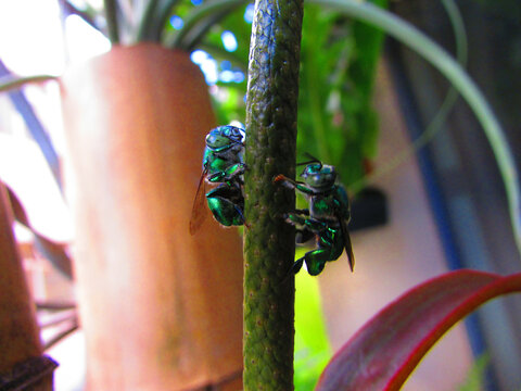 Beautiful Euglossa bazinga bees flying on a flower of a plant in the window of a house