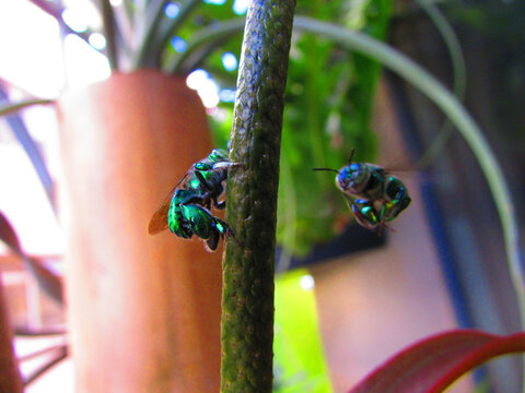 Beautiful Euglossa bazinga bees flying on a flower of a plant in the window of a house