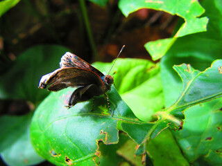 A little butterfly that has just come out of the cocoon