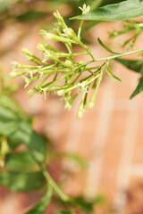 Vibrant close-up showing the small buds of night-blooming jasmine, ideal for illustrating plant growth.

