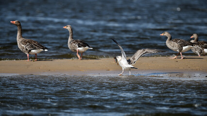 Möwe frisst einen Fisch schneller als die Gänse - Szene der Tiere auf der Sandbank