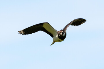 Vanneau huppé,.Vanellus vanellus, Northern Lapwing