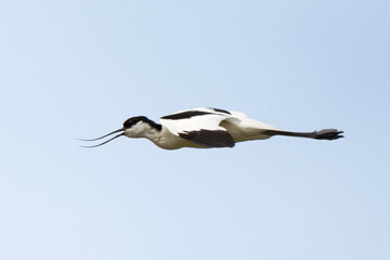 Avocette élégante, Recurvirostra avosetta, Pied Avocet