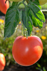 Solanum lycopersicum 'Cobra' , Tomate ronde