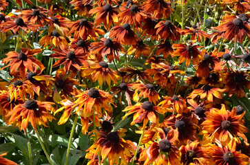 Rudbeckia hirta 'Autumn Colors' , Rudbeckia