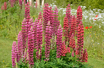 lupin, lupinus