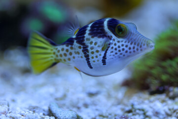 Portrait eines Canthigaster valentini Sattel-Spitzkopfkugelfisch, Sattel-Krugfisch. Ein sehr...