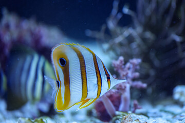 Ein Pinzettenfisch im Aquarium.
