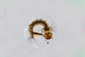 In einem Wassertropfen befindet sich eine noch sehr kleine Larve einer Libelle.
