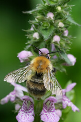 Dorsal closeup on a brown banded bumblebee, Bombus pascuorum on a purple Stachys flower