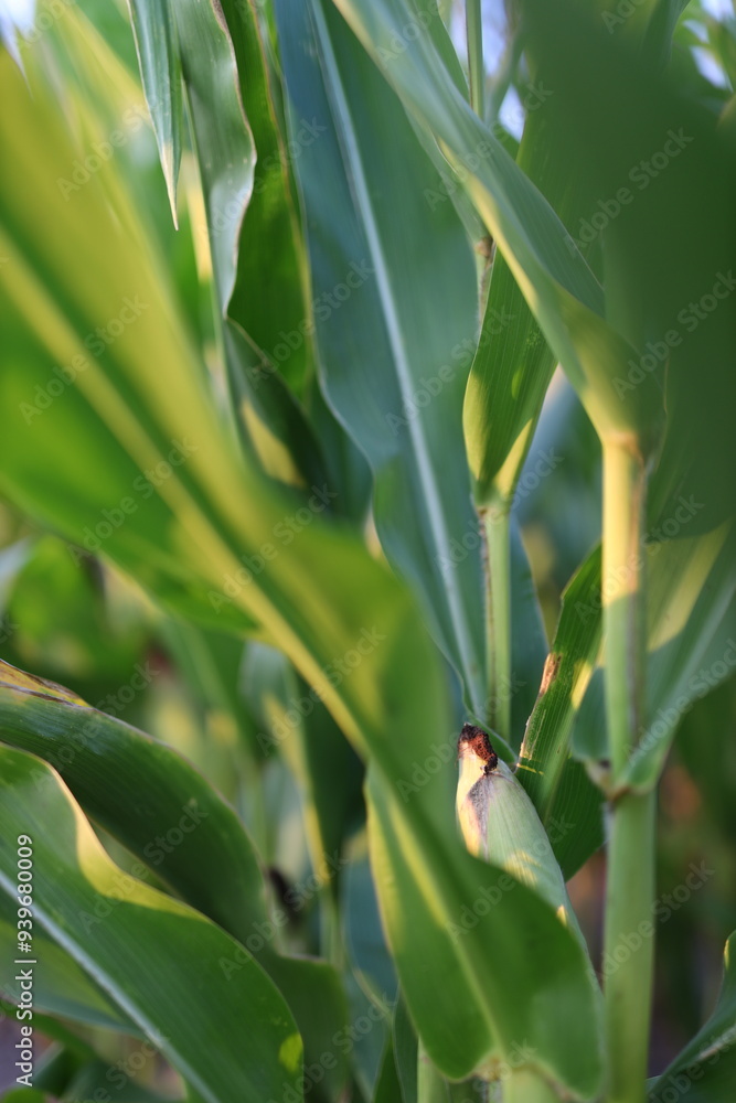 Canvas Prints A stalk of corn with a bug on it