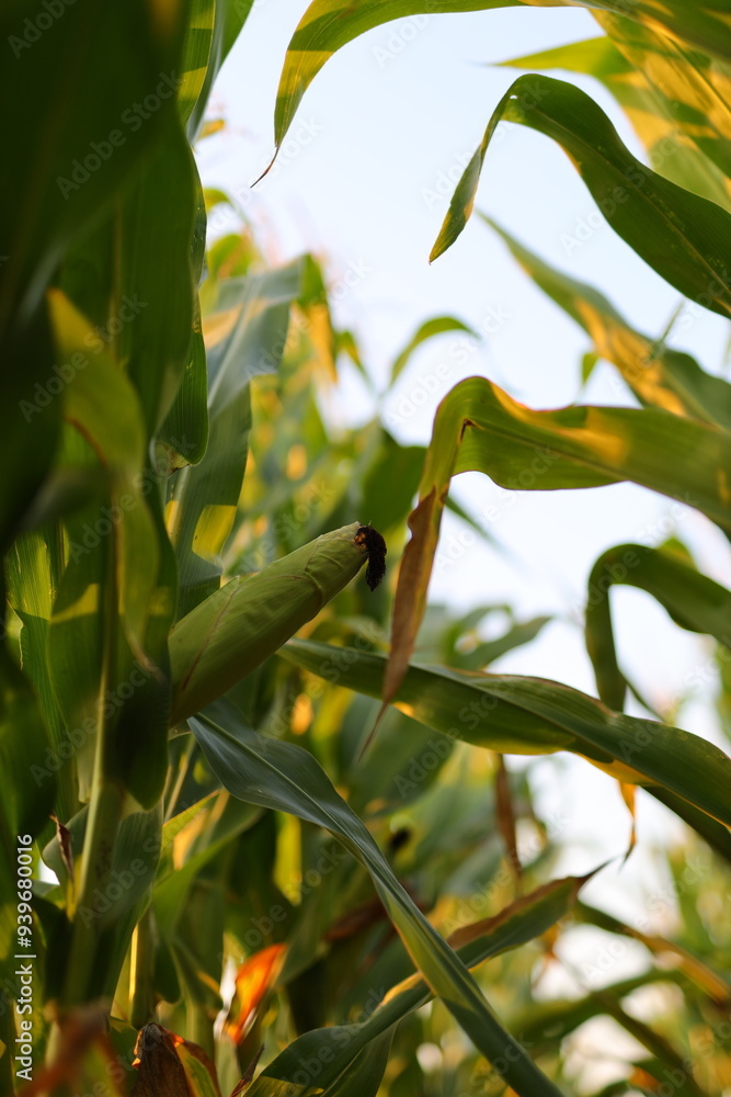 Poster a close up of a corn stalk with a bug on it