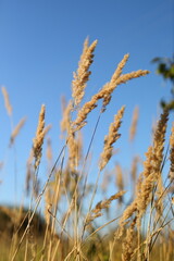 Fototapeta premium A field of tall dry grass with a clear blue sky in the background