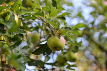 A green apple hanging from a tree. The apple is surrounded by leaves and branches. Concept of freshness and natural beauty