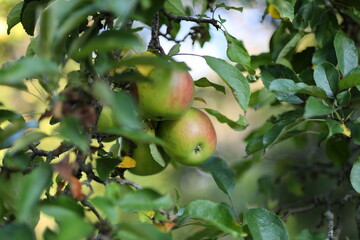 Three apples hanging from a tree. The apples are green and red. The tree is full of leaves