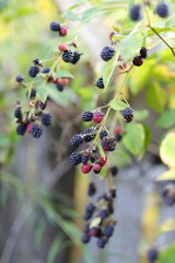 A bunch of black berries hanging from a tree. The berries are ripe and ready to be picked