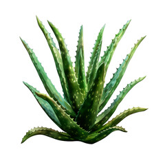 Fototapeta premium Isolated illustration of aloe vera plant ai generated element