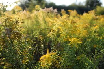 A field of yellow flowers with a bright sun shining on them. The flowers are in full bloom and the...