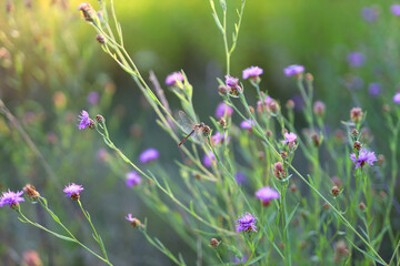 Fototapeta premium A dragonfly is flying over a field of purple flowers. The flowers are scattered throughout the field, with some closer to the foreground and others further back. The scene is peaceful and serene