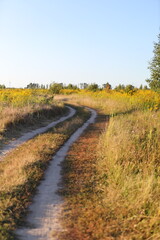 A dirt road in a field with yellow flowers. The road is narrow and winding, and the grass is tall and dry. The scene has a peaceful and serene atmosphere, with the sun shining brightly overhead