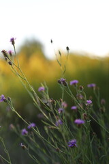 A field of purple flowers with a small insect flying through the air