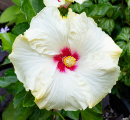 Hibiscus flower,  White Hibiscus 

