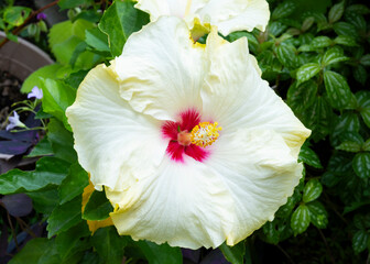 Hibiscus flower,  White Hibiscus 
