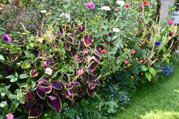 Bright and beautiful natural floral and grass background. Flower bed with various simple flowering plants on a green lawn. Green and red leaves, multi-colored flowers
