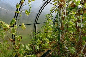 Cucumber plants with yellow and brown spots on green leaves affected by the disease. A fungal or viral disease. Lack or excess of moisture and nutrients when growing in a greenhouse