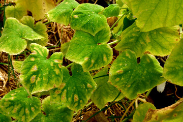 Cucumber plants with yellow and brown spots on green leaves affected by the disease. A fungal or...