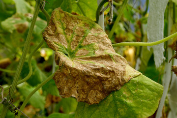 Cucumber plants with yellow and brown spots on green leaves affected by the disease. A fungal or...