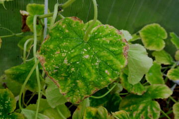 Cucumber plants with yellow and brown spots on green leaves affected by the disease. A fungal or...