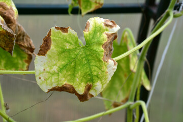 Cucumber plants with yellow and brown spots on green leaves affected by the disease. A fungal or viral disease. Lack or excess of moisture and nutrients when growing in a greenhouse