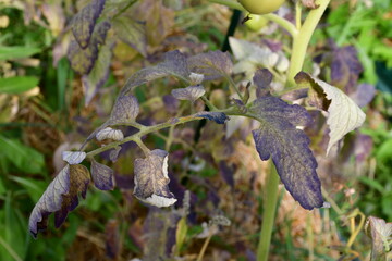 Tomato leaves with purple and burgundy spots. The lack of micro- and macro-elements in organic amateur farming. Diseases and problems of tomatoes in the greenhouse. selective focus, blurred background
