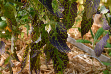 Tomato leaves with purple and burgundy spots. The lack of micro- and macro-elements in organic amateur farming. Diseases and problems of tomatoes in the greenhouse. selective focus, blurred background