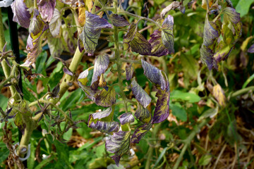 Tomato leaves with purple and burgundy spots. The lack of micro- and macro-elements in organic...