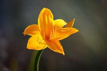 yellow lily under the summer sun