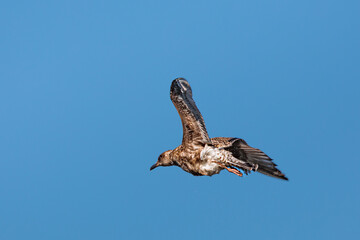 seagull in flight against the blue sky