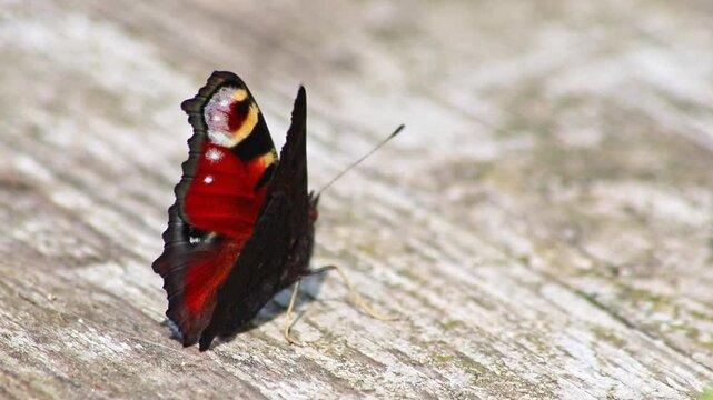 Beautiful peacock butterfly on warming up in summer sun on a sunny day collects nectar and pollen in butterfly bush to pollinate yellow blossoms as blossom nectar with filigree wings macro close-up
