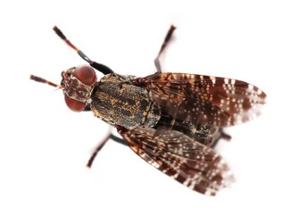 Horse flies insect isolated on white