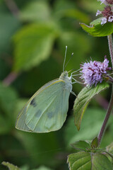 Closeup on the European large white butterfly, Pieris brassicae drinking nectar from a purple water minth flower