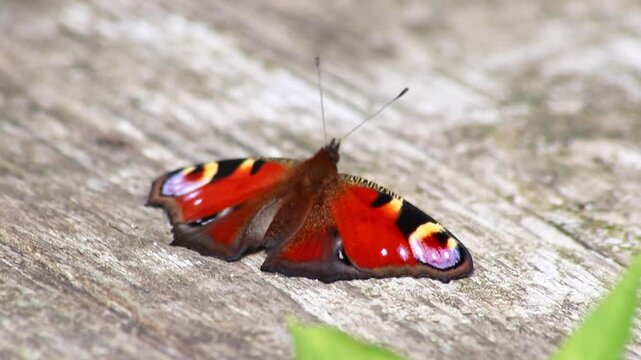 Beautiful peacock butterfly on warming up in summer sun on a sunny day collects nectar and pollen in butterfly bush to pollinate yellow blossoms as blossom nectar with filigree wings macro close-up