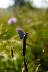 butterfly on a flower