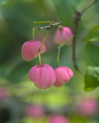 Beautiful close-up of euonymus phellomanus