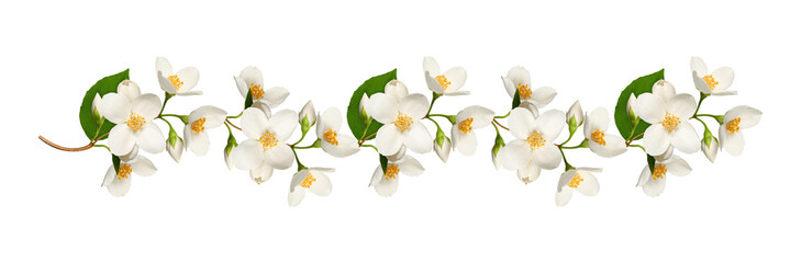 Garland of jasmine flowers isolated on white background. Element for creating designs, cards, patterns, floral arrangements, frames, wedding cards and invitations.