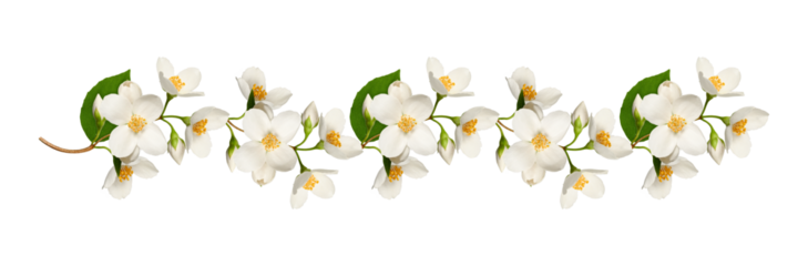Garland of jasmine flowers isolated on white background. Element for creating designs, cards, patterns, floral arrangements, frames, wedding cards and invitations.