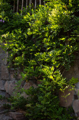 Obraz premium green leaves on sunny day nature background