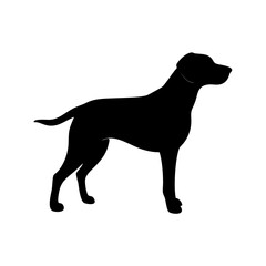 Dog Breeds, Dog Vector Graphic, Dog SVG - digital download svg,