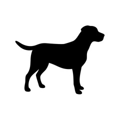 Dog Breeds, Dog Vector Graphic, Dog SVG - digital download svg,